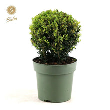 Buitenplant - Ilex Crenata 'Jenny'® Ball - Winterhard - Pot Ø 17cm Hoogte ↕ 40cm