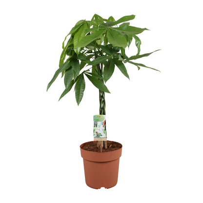 Kamerplant - Pachira Aquatica - Hoogte ↕ 35-160cm