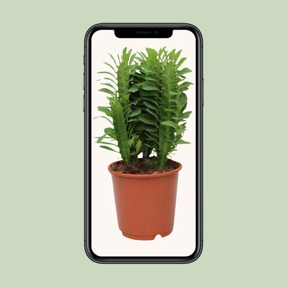 Kamerplant - Euphorbia Trigona - Pot Ø 12cm Hoogte ↕ 40cm