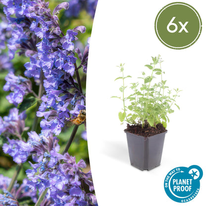 Buitenplant 6x Nepeta 'Six Hills Giant' - Bloeiend - Pot Ø 9cm Hoogte ↕ 10-25cm