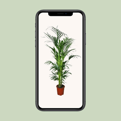 XL Kamerplant - Howea - Pot Ø 27cm Hoogte ↕ 200cm