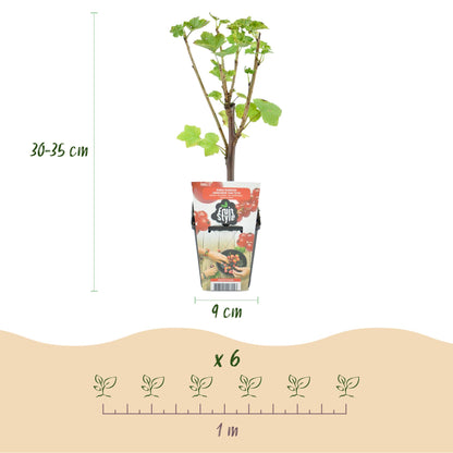 Buitenplant 8x Fruitplanten Rainbow Mix - Winterhard - Pot Ø 9cm
