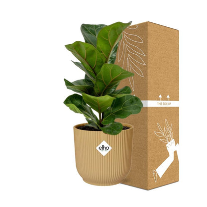 Kamerplant - Ficus Lyrata 'Bambino' - Pot Ø 14cm