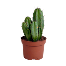 Kamerplant - Polaskia chula - Pot Ø 12cm