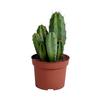 Kamerplant - Polaskia chula - Pot Ø 12cm