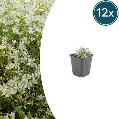 Buitenplant 12x Cerastium tomentosum - Bodembedekker - Pot Ø 9cm Hoogte ↕ 10-25cm