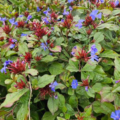 Buitenplant 6x Ceratostigma - Bloeiend - Stekpluggen