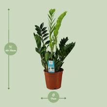 Kamerplant - Zamioculcas Zamiifolia - Pot Ø 17cm Hoogte ↕ 65cm