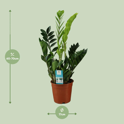 Kamerplant - Zamioculcas Zamiifolia - Pot Ø 17cm Hoogte ↕ 65cm