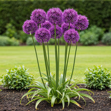 Buitenplant 40x Allium 'Purple Rain' - Bloembollen Paars - Bolmaat 10/12