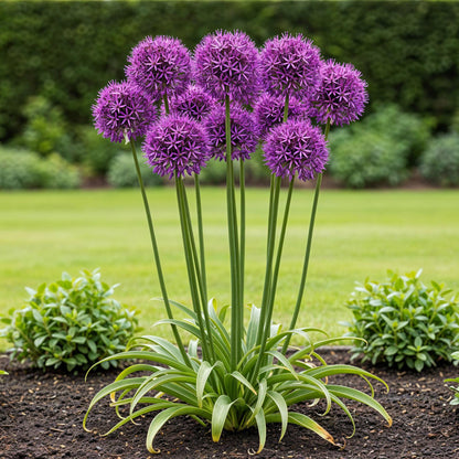Buitenplant 40x Allium 'Purple Rain' - Bloembollen Paars - Bolmaat 10/12