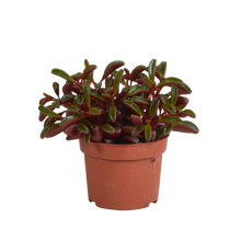 Kamerplant - Peperomia graveolens - Zonder pot