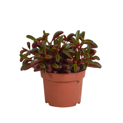Kamerplant - Peperomia graveolens - Zonder pot