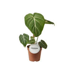 Kamerplant - Philodendron Gloriosum Dark Form - Pot Ø 12cm Hoogte ↕ 25cm