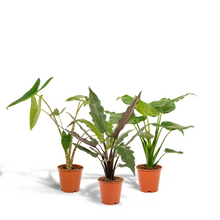 Kamerplant - Alocasia Mix (Zebrina, Cucullata, Lauterbachiana) - Pot Ø 19cm Hoogte ↕ 60-75cm