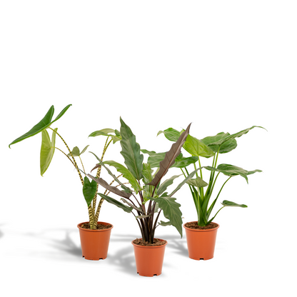 Kamerplant - Alocasia Mix (Zebrina, Cucullata, Lauterbachiana) - Pot Ø 19cm Hoogte ↕ 60-75cm