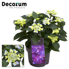 Kamerplant - Hydrangea Teller Nizza Blue - Bloeiend - Pot Ø 23cm Hoogte ↕ 45cm