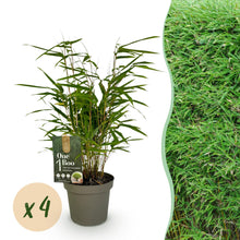Buitenplant 4x Fargesia rufa - Bladhoudend, Niet Woekerend - Pot Ø 14cm Hoogte ↕ 35cm