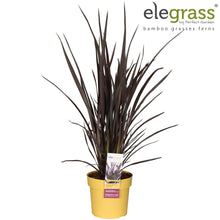 Buitenplant - Phormium Rubra Nana - Pot Ø 19cm Hoogte ↕ 70cm
