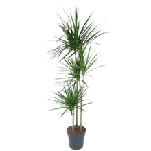Kamerplant - Dracaena Marginata - Pot Ø 24cm Hoogte ↕ 160cm