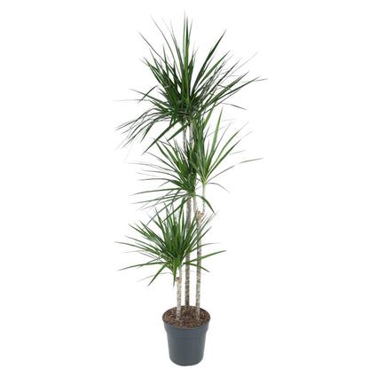Kamerplant - Dracaena Marginata - Pot Ø 24cm Hoogte ↕ 160cm