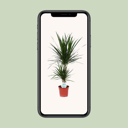 Kamerplant - Dracaena Marginata - Pot Ø 17cm Hoogte ↕ 75cm