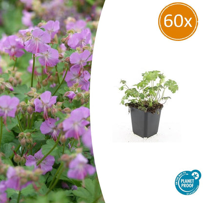 Buitenplant 60x Geranium cant. 'Cambridge' - Bloeiend - Pot Ø 9cm Hoogte ↕ 10-25cm
