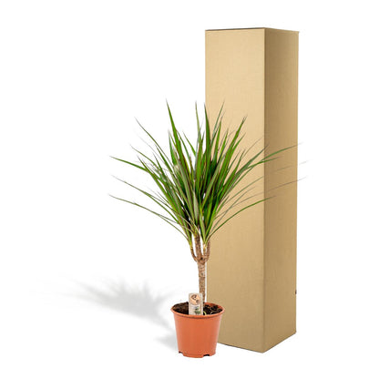 Kamerplant - Dracaena Marginata - Pot Ø 14cm Hoogte ↕ 60cm