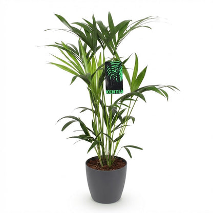 Kamerplant - Howea Forsteriana Kentia Palm - Pot Ø 19cm Hoogte ↕ 80-85cm