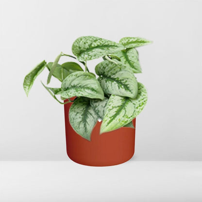 Kamerplant - Scindapsus Pictus 'Trebie' - Incl. sierpot - Pot Ø 14cm