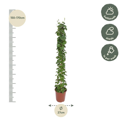 Kamerplant - Cissus rotundifolia - Pyramide - Pot Ø 27cm Hoogte ↕ 160cm