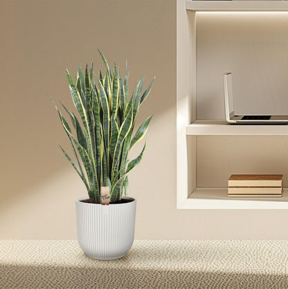 Kamerplant - Sansevieria Laurentii - Pot Ø 35cm Hoogte ↕ 100cm