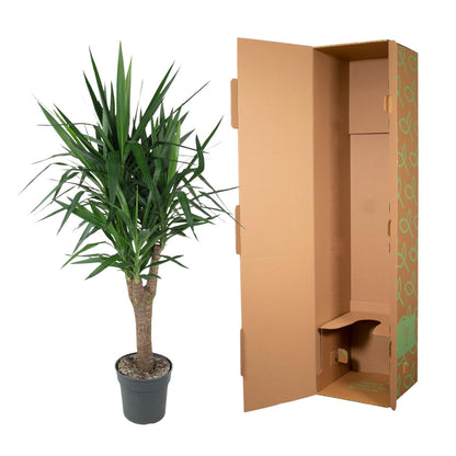 XL kamerplant - Yucca Elephantipes vertakt - Pot Ø 31cm Hoogte ↕ 150cm