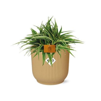 Kamerplant - Chlorophytum Ocean - Pot Ø 16cm Hoogte ↕ 15cm