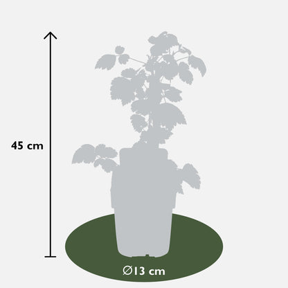 Buitenplant 3x Rubus mix - Bloeiend - Pot Ø 13cm Hoogte ↕ 45cm