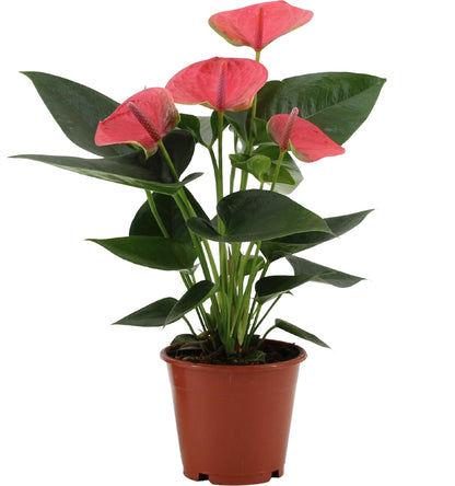Kamerplant - Anthurium Sweet Dream - Pot Ø 12cm Hoogte ↕ 36cm