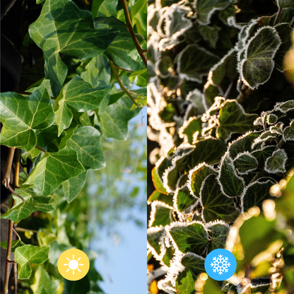 Buitenplant - Hedera hibernica - Klimop Kant-en-Klaar Haag - Breedte ↔ 120cm Hoogte ↕ 120cm