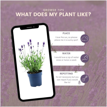 Buitenplant 24x Lavandula angustifolia Felice® - Bloeiend - Pot Ø 12cm Hoogte ↕ 25cm