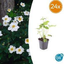 Buitenplant 24x Anemone hyb. 'Honorine Jobert' - Bloeiend - Pot Ø 9cm Hoogte ↕ 10-25cm