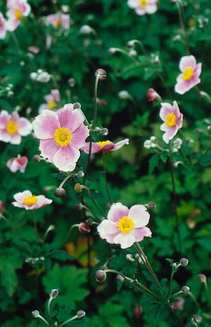 Buitenplant 12x Anemone tomentosa 'Robustissima' - Bloeiend - Pot Ø 9cm Hoogte ↕ 10-25cm