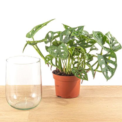 Kamerplant - Monstera - DIY-pakket Hydroponie