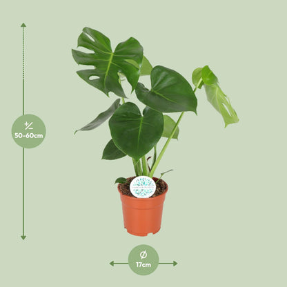 Kamerplant - Monstera Deliciosa - Hoogte ↕ 32-180cm
