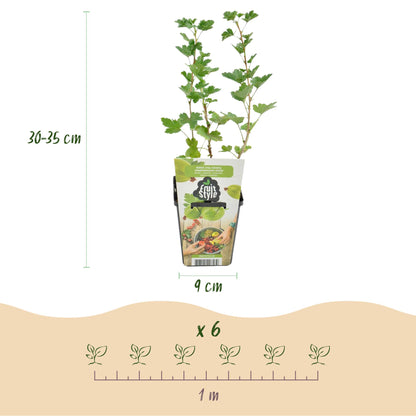 Buitenplant 3x Ribes uva-crispa 'Hinnonmaki Grün' - Winterhard - Fruitplant - Pot Ø 9cm