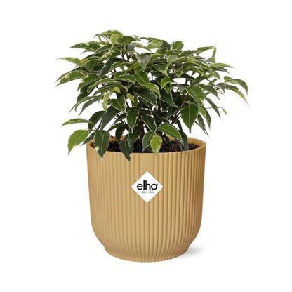 Kamerplant - Ficus Benjamina Kinky - Pot Ø 14cm