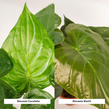 Kamerplant - Alocasia Cucullata + Alocasia Wentii - Pot Ø 19cm Hoogte ↕ 60cm