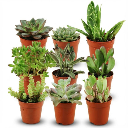 Kamerplant 9x Mini Succulenten Mix - Pot Ø 5,5cm Hoogte ↕ 5-10cm