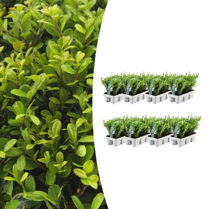 Buitenplant 48x Ilex crenata 'Jenny' - Winterhard - Pot Ø 7cm Hoogte ↕ 15cm