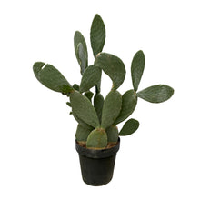 XL kamerplant - Cactus Opuntia - Pot Ø 38cm Hoogte ↕ 120cm