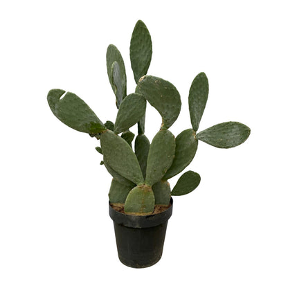 XL kamerplant - Cactus Opuntia - Pot Ø 38cm Hoogte ↕ 120cm
