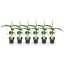 Buitenplant 6x Musa Basjoo - Winterhard - Pot Ø 12cm Hoogte ↕ 30cm